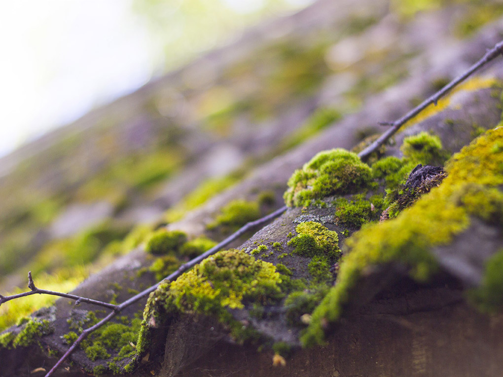 Stopping Moss: How To Prevent Moss On Plants