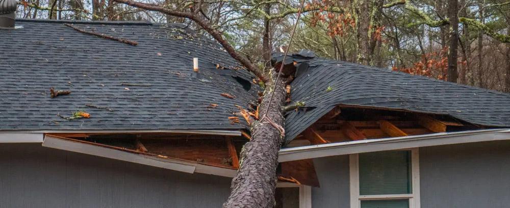 Cómo evitar daños en el techo a causa de los árboles y cómo encargarse de  un árbol caído - IKO