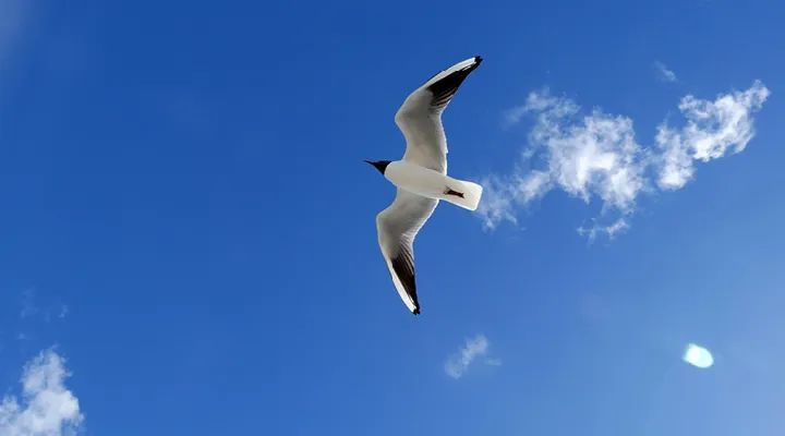 keep birds away from roof