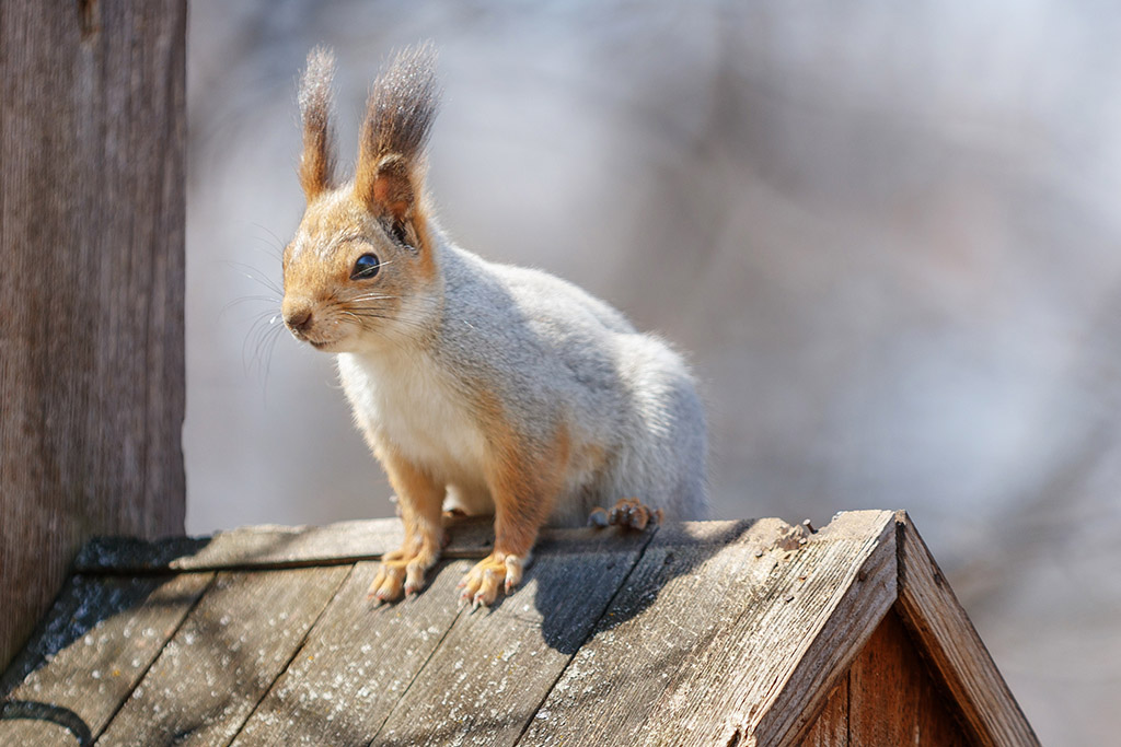 https://www.iko.com/na/wp-content/uploads/sites/8/white-squirrel-on-roof.jpg